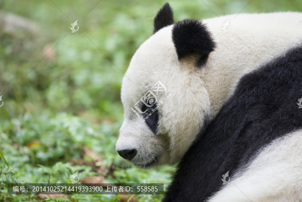 大熊貓?zhí)貙? title=