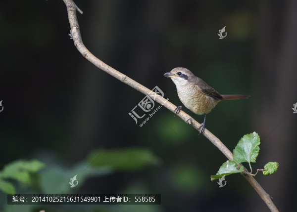 紅尾伯勞鳥