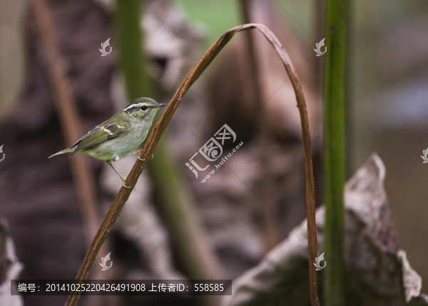 黃腰柳鶯,鳥