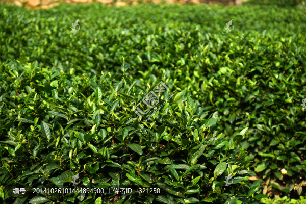 茶園