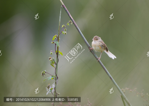 一只褐頭焦鶯,鳥