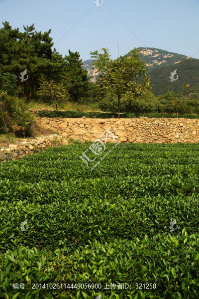 茶園