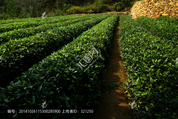 茶園