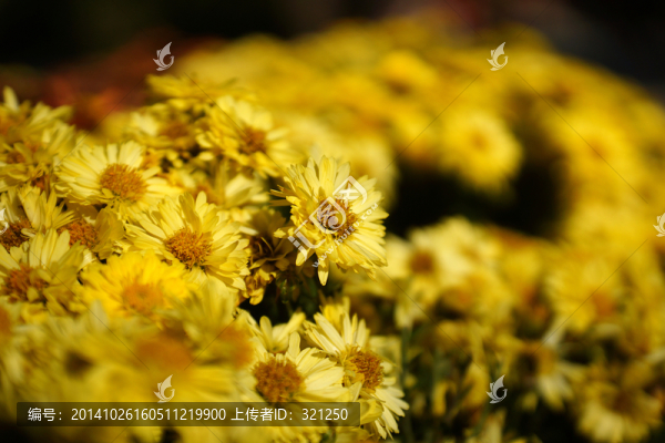 菊花