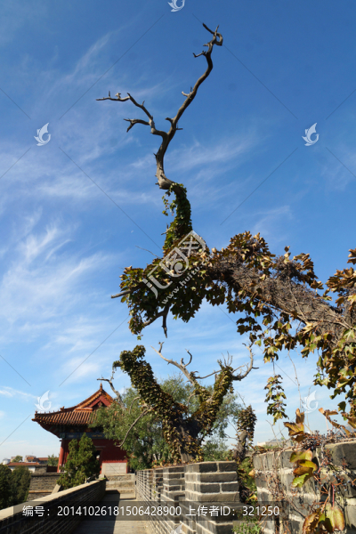 岱廟古城墻,城樓,古柏