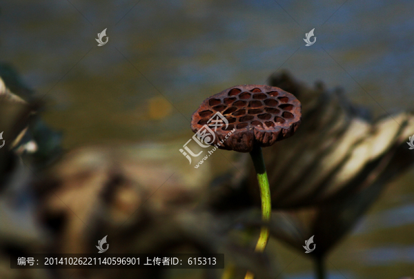 殘荷,蓮蓬