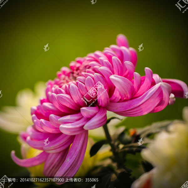 菊花