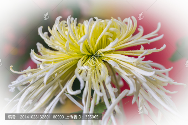菊花