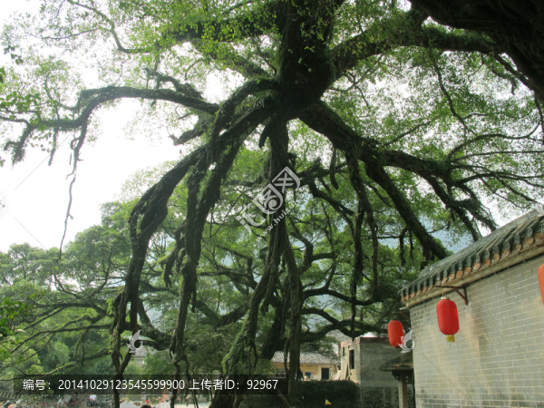 榕樹