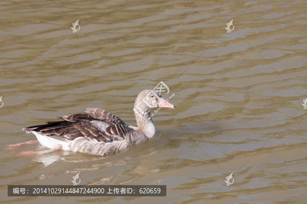 水中野鴨