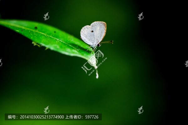 蝴蝶
