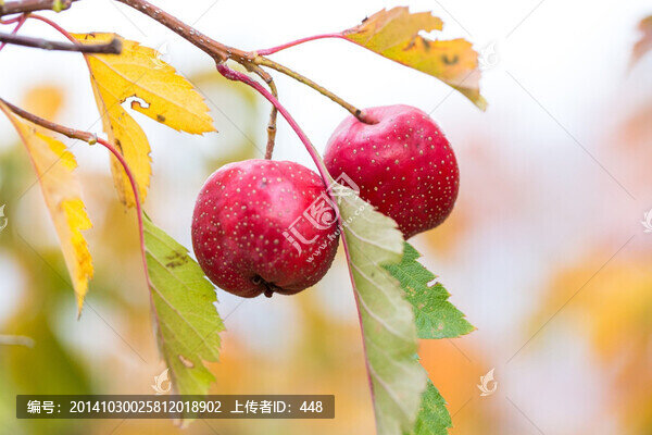 山楂果,山里紅