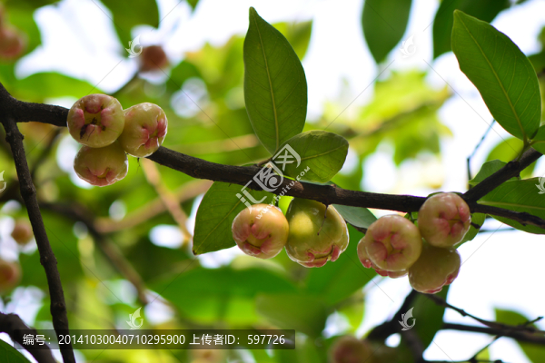 蓮霧果