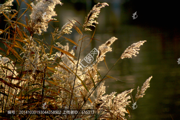 蘆葦花