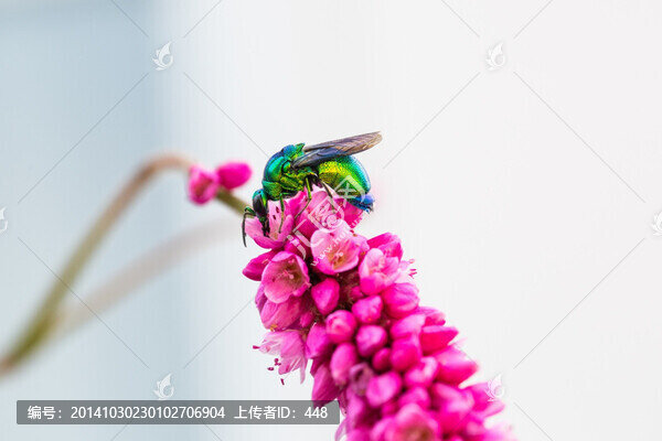 昆蟲與狗尾巴花