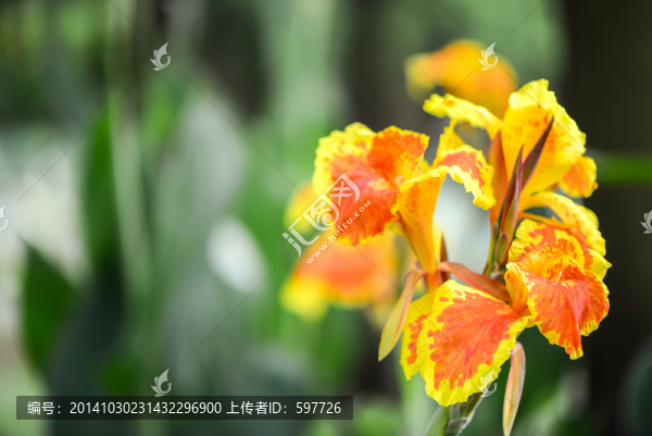 美人蕉