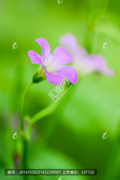 紅花酢漿草