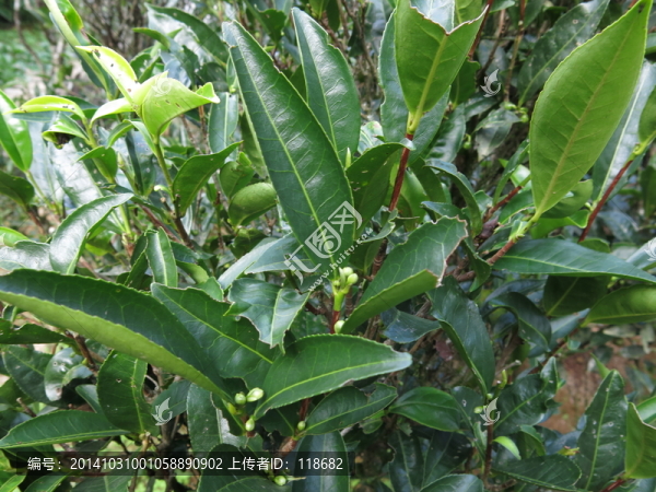 茶葉