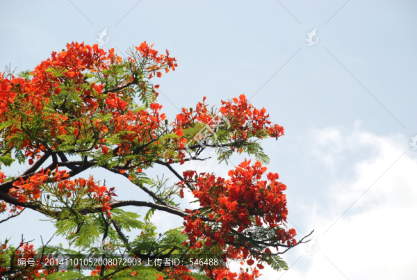 鳳凰花