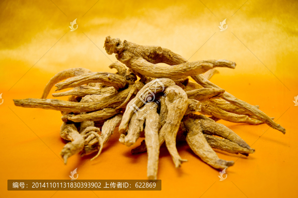野生西洋參