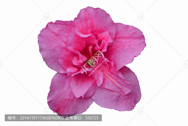 杜鵑花摳圖素材
