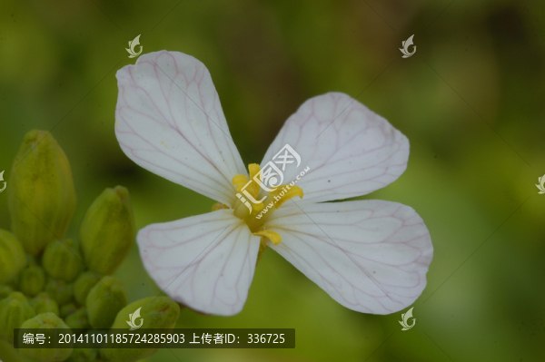 蘿卜花