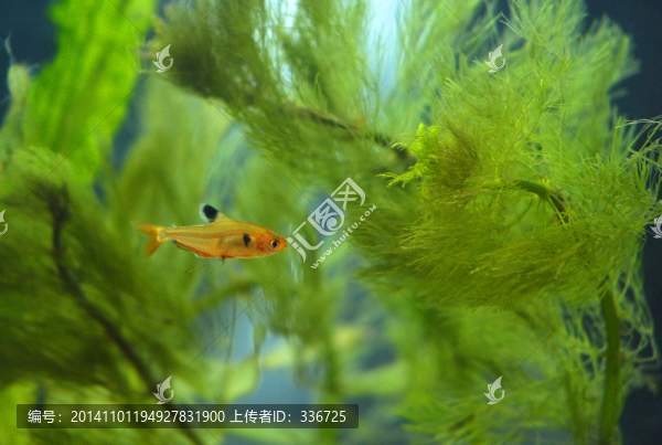 扯旗魚