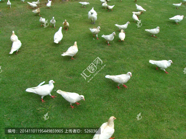 鴿子群