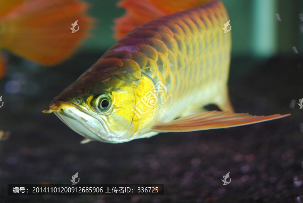 過背金龍