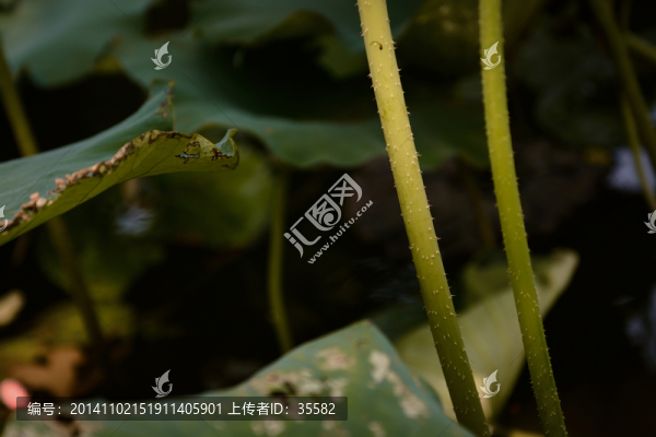 荷莖,荷塘