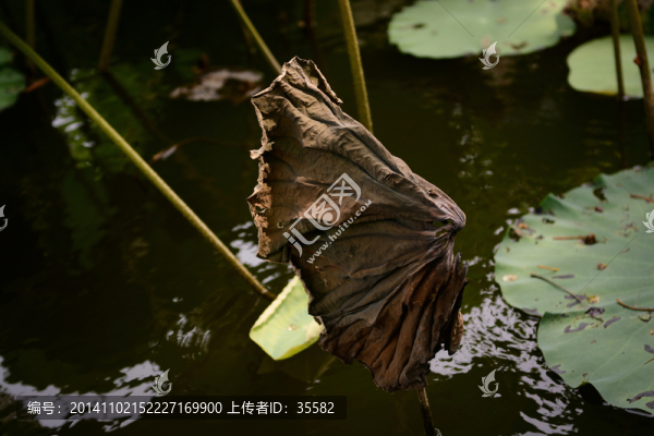 荷葉,荷塘
