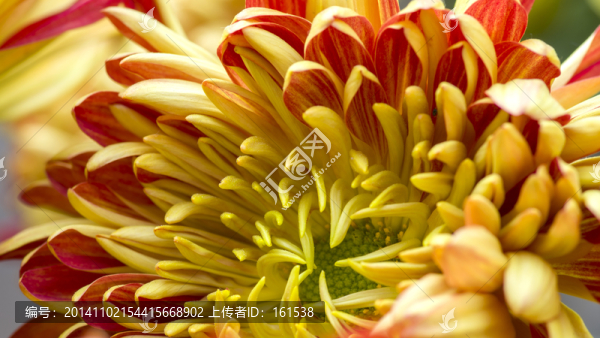 菊花,黃色菊花,紅色菊花