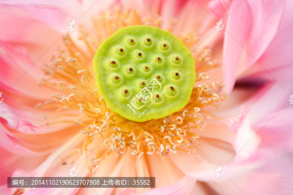 荷花,花蕊
