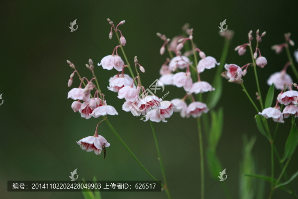 野花