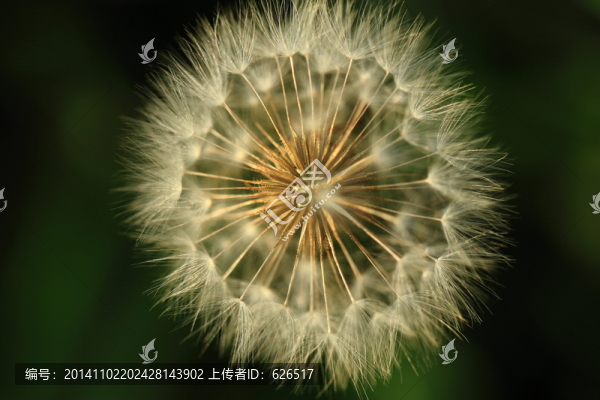 蒲公英