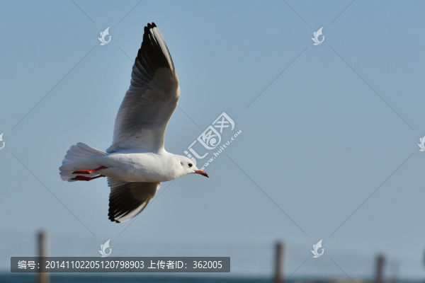 海鷗