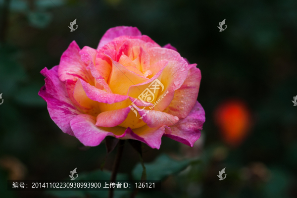 月季花