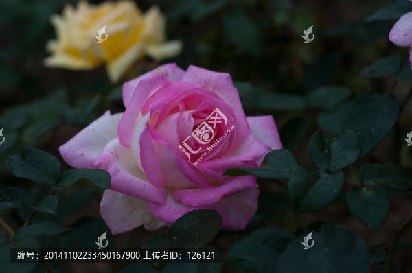 月季花