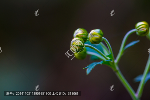 小野菊