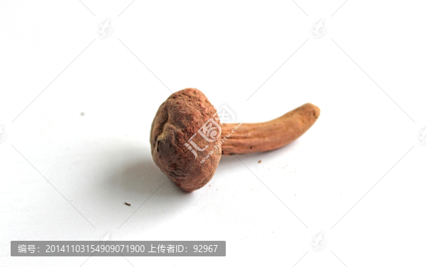 松樹傘