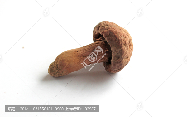 野生紅蘑
