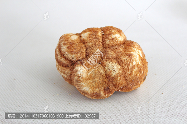 猴頭菇