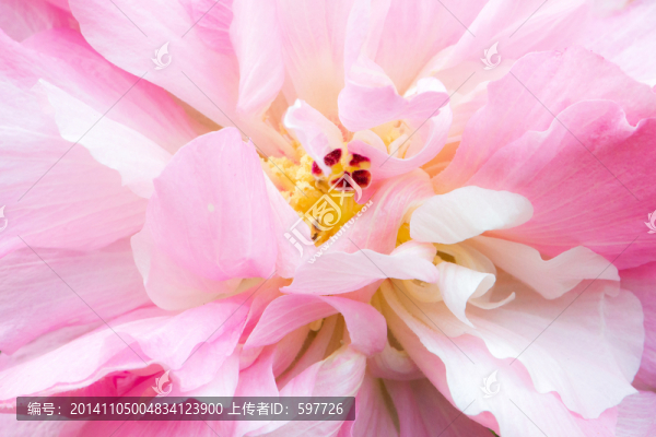 芙蓉花特寫