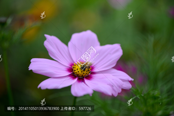 波斯菊蜜蜂