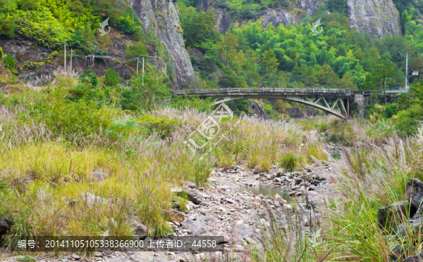 蘆葦,石橋