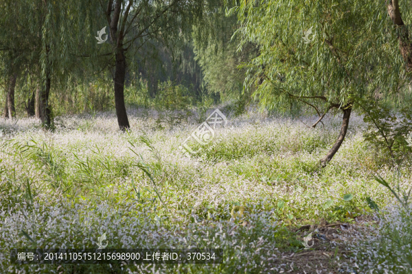 蘆葦蕩,花草,自然,植物