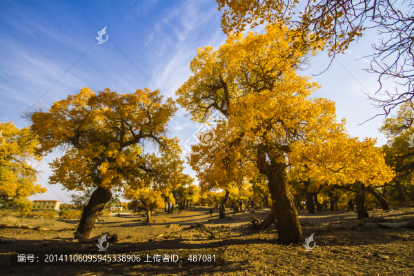 額濟(jì)納胡楊林風(fēng)光