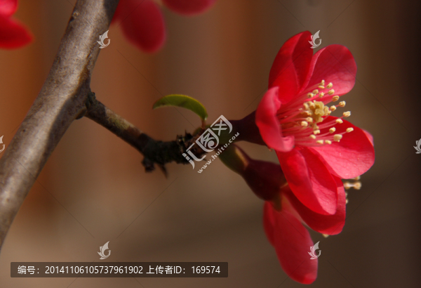 海棠花