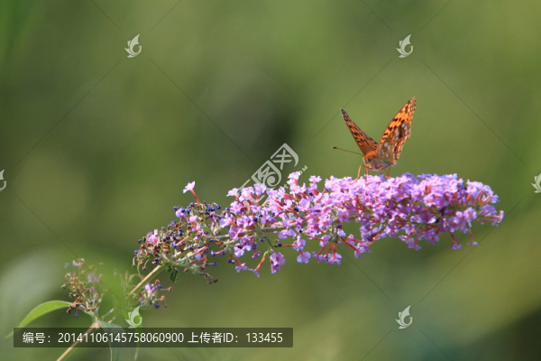 蝴蝶
