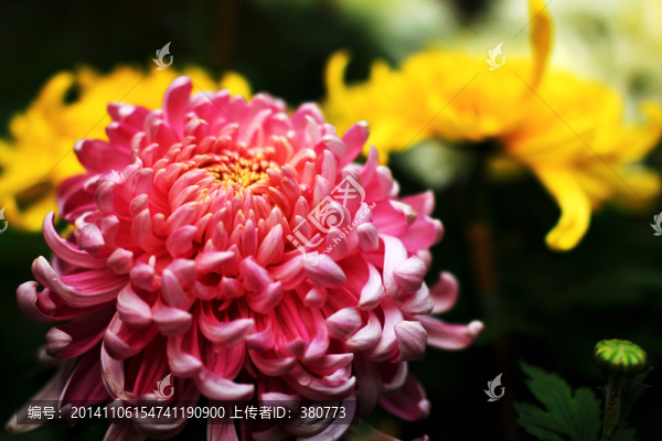 秋菊